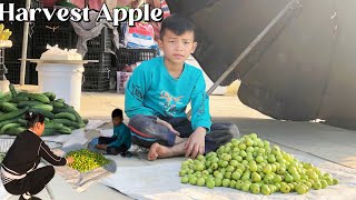 Full Video Harvest Apple Wild And Pickle Vegetable Go To Market Sell #farm #market #build