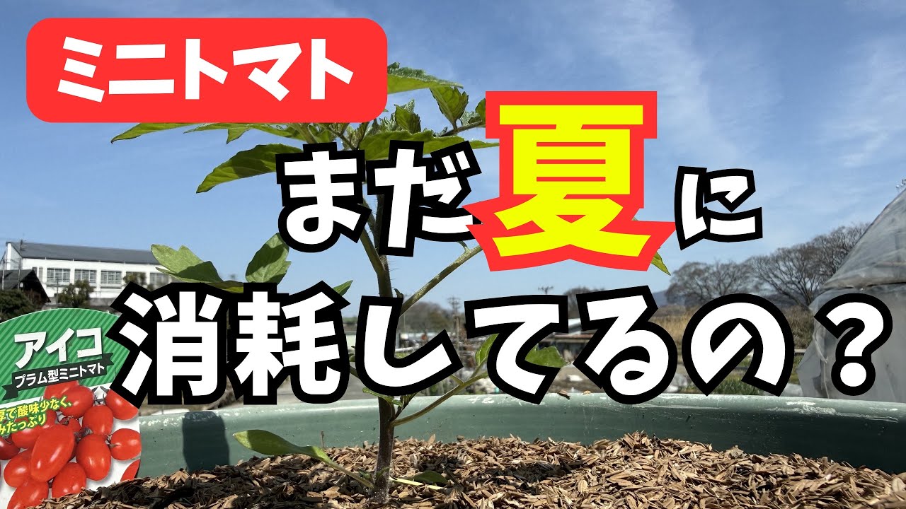 【ミニトマトの育て方】夏は乗り越えるな