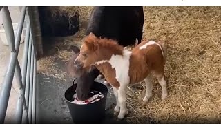 İngiltere’nin en minik Shetland midillisi Pam, kalpleri fethediyor