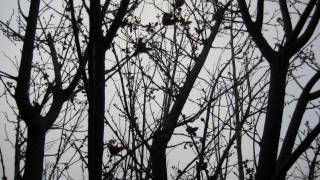 Psychotic Waltz - My Grave