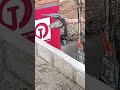 Pigeon Fly Slow Motion Forward Takeoff