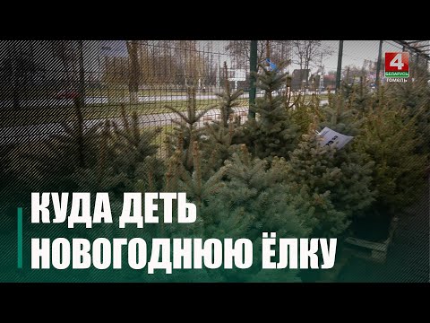 Узнали, куда можно отнести новогоднюю ёлку после праздников