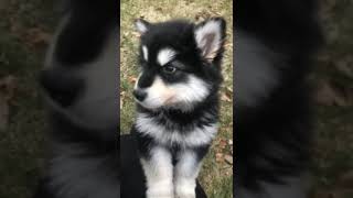 Alaskan Malamute Puppies Videos