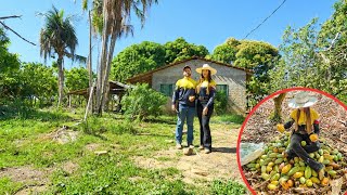 DESISTIMOS DO NOSSO PLANTIO DE CACAU? @XINGURUSTICO 