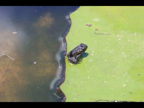 Cane toad metamorph swarm northern NSW