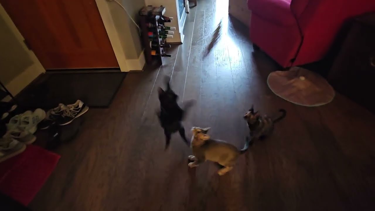 Enlarge Waylon, a Adoptable Domestic Short Hair in Portland, OR video 6/6