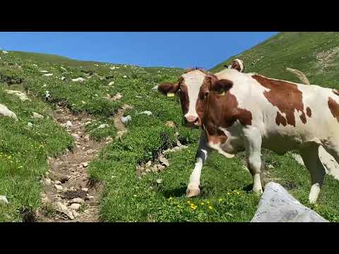 Swiss Kuhe Alpen Milk