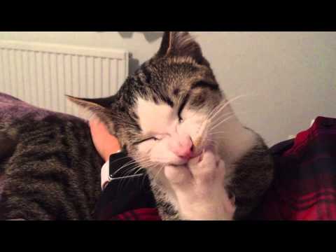 Cute little kitty Cat biting his nails.