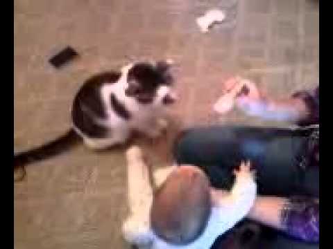 Funny Baby and Cat