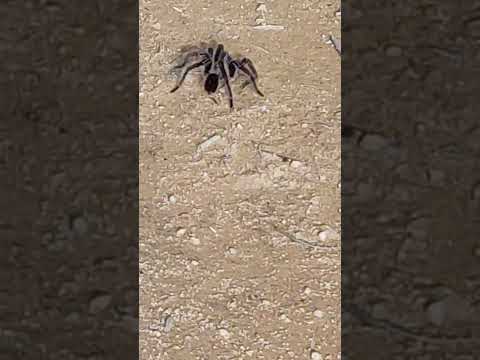 Aranha na estrada de Melgaço para fazenda Schanz, Domingos Martins, Espírito Santo.