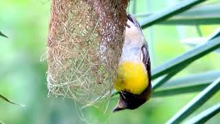 preview picture of video 'Nest Making By The Weaver Bird PART 2 - NIKON COOLPIX P520'