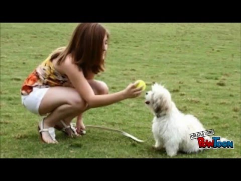 download lagu mp3 mp4 Can You Put Neosporin On A Dog, download lagu Can You Put Neosporin On A Dog gratis, unduh video klip Can You Put Neosporin On A Dog