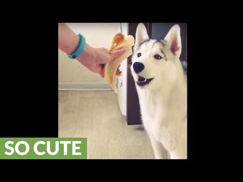 Do huskies like to eat bananas?