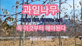 과일나무 겨울철에 이것부터 토양에 시비하고,퇴비 뿌리고,밑비료를 해야된다