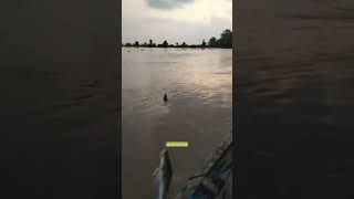 Download lagu Senyum manis saat strike ikan di sungai 😊 #shorts #fishing #smile #mancing #viralshorts mp3