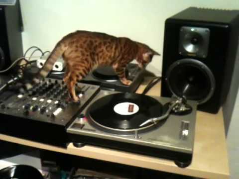 DJ Chaka Khan Bengal Cat - Spinning & Scratching Vinyl