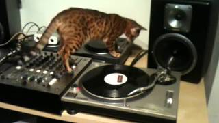 DJ Chaka Khan Bengal Cat - Spinning & Scratching Vinyl