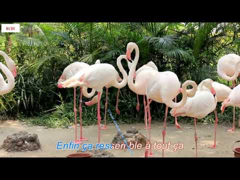 [Karaoke] Mon mec a moi - Patricia Kaas 