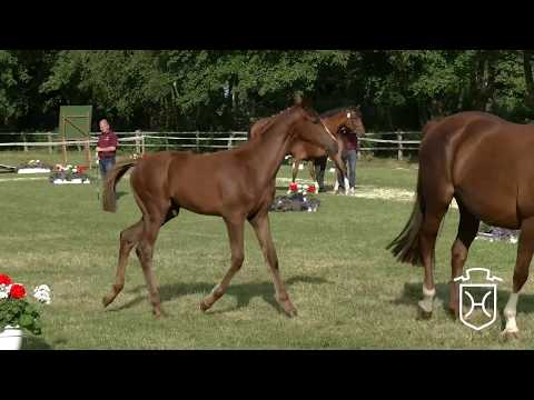 Holsteiner Fohlenchampionat 2017 - Segeberg - Siegerstutenring