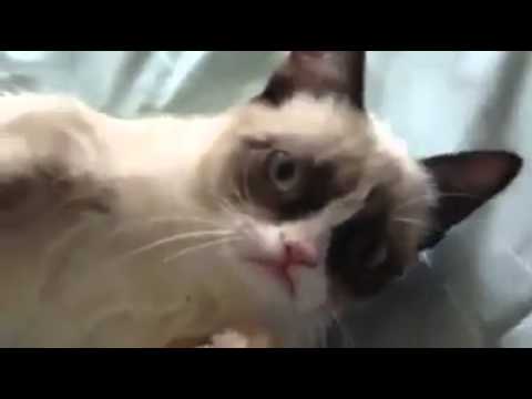 Grumpy Cat Smiles