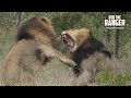 Male Lions Fight Over Lionesses