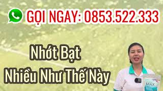 Men vi sinh xử lý tảo, đáy ao nuôi - Max Clean