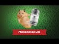 Phenomenon Lite (Yeahsmo) - обслуживаемый бакомайзер - превью gPtyrrZT3bw