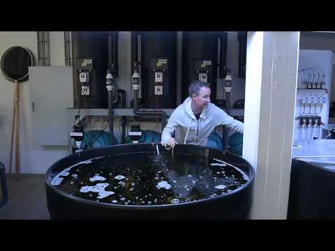 Modern Koi Blog #86 - Koi in small ponds - is that possible?