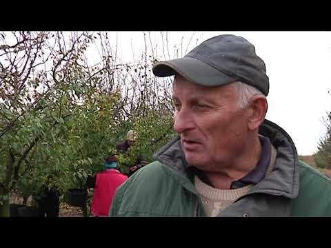 Berba mušmula u Horgošu