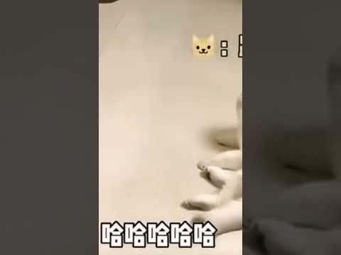 cats and dogs pt2😧😧#funny #pets #shorts #cats #dogs #cute #animalslover