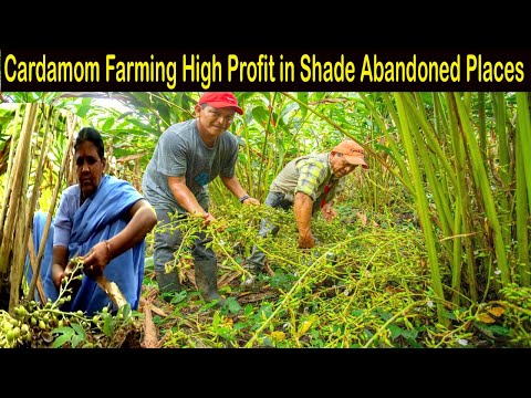 , title : 'How to Make Money - Cardamom Farming with High Profit - How to Grow Cardamom - Elaichi Farming'