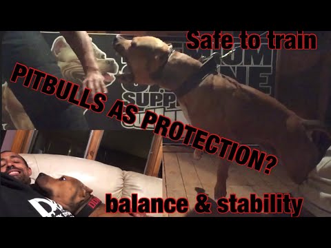 Training a pitbull to protect the home…is it safe?  The ultimate protection dog SUPER PITBULLS