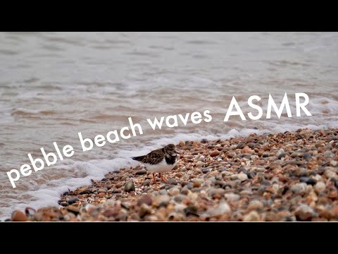 pebble beach wave ASMR + UK Ocean Waves + Seabird Video