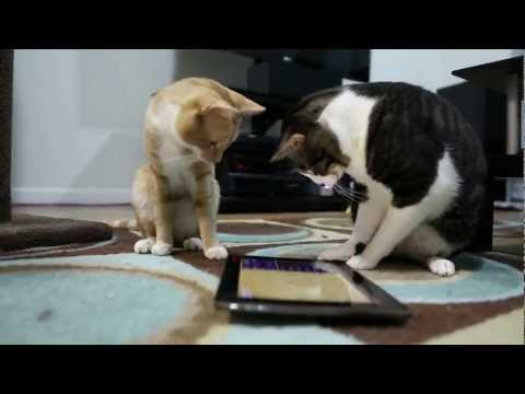 Cat Playground - Game for cats Video