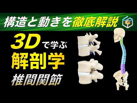 WEBや教材に使える解剖学3D画像を制作します 理学療法・フィットネス図解に最適！高精度な3D解剖イラスト