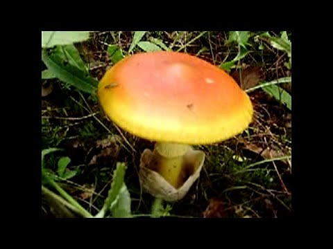 Amanita caesarea & Boletus quercicola - BLAGVA & HRASTOV VRGANJ