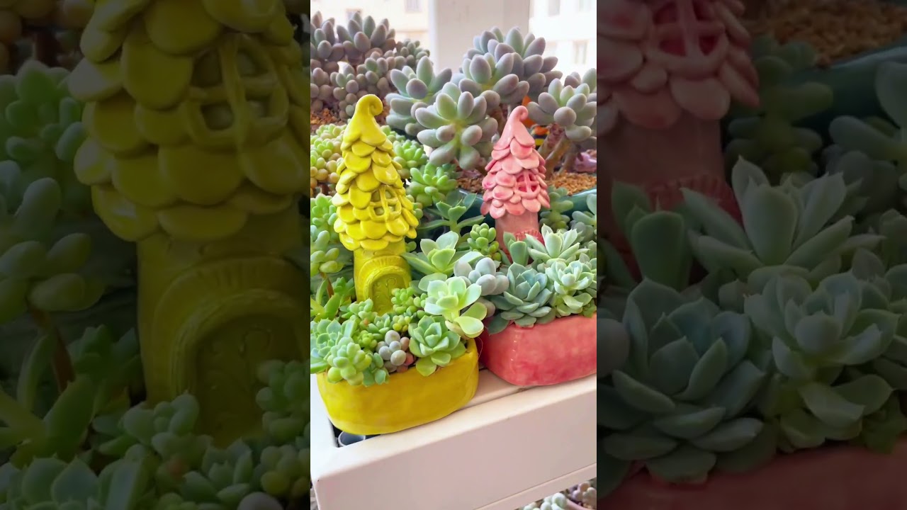 Creating a Miniature Natural World with Succulents