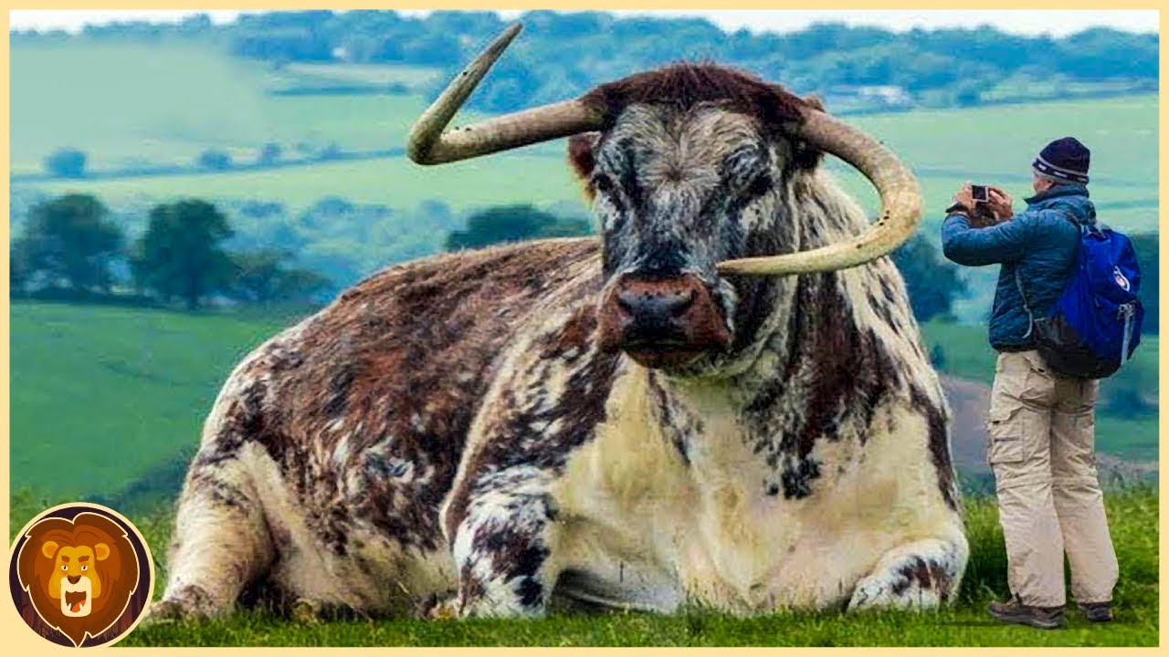 12 Toros Que Nacen Una Vez Cada Mil Años