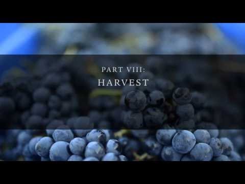 A Year in the Vineyards: Part 8 - The Vintage