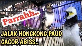 Download lagu JALAK HONGKONG MUDA GACOR VARIASI mp3