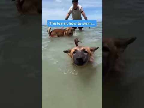 Bucket List Day Out For 3 Street Dogs