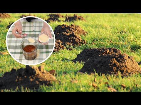Pour into molehills. Moles will disappear from your garden within a day.