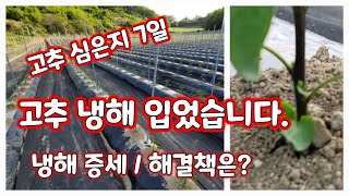 고추 냉해입었습니다. 증세 대책은 [고추재배방법]