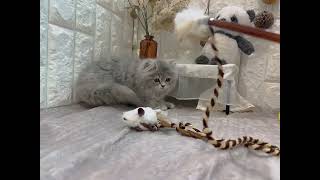 スコティッシュストレートの動画01