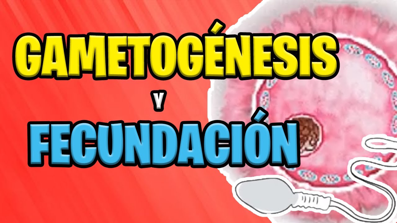✅ GAMETOGENESIS AND FERTILIZATION 🤩