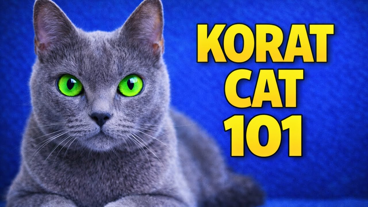 KORAT Cat 101 - Most underrated cat breed you've never heard of