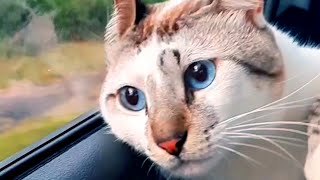 Cat Wonders About Life | Funny Pet Videos