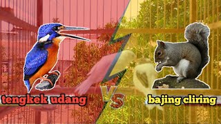 Download lagu Masteran Burung Tengkek Udang Vs Bajing Cliring Dengan Gemricik Air || Masteran Burung Kebon mp3