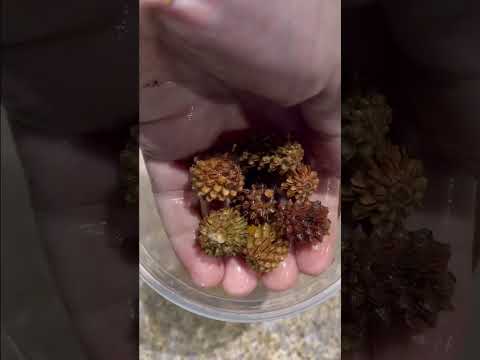 Casuarina Cones #everevolvingexotics #fritzaquatics #freshwater #aquascape #casuarinacones