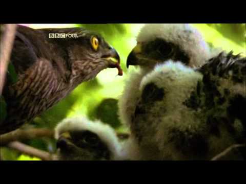 A Luta de Darwin (Documentário-2009) 